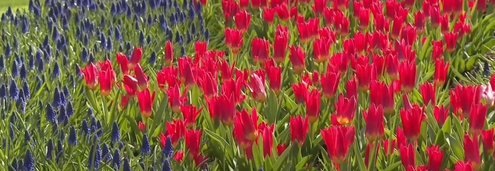 Снимка: Сезонът на лалета в Нидерландия е в своя пик и се радва на хиляди посетители