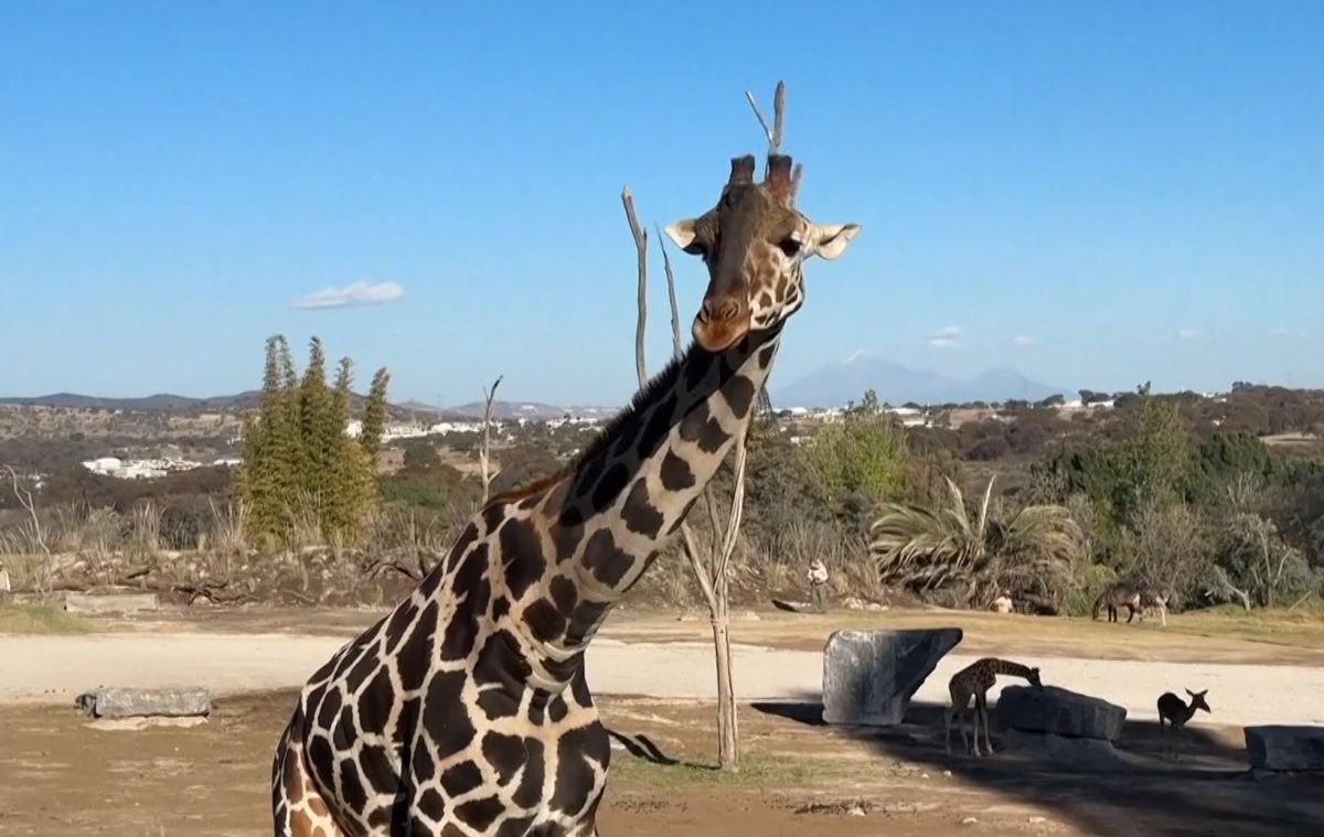 Жирафът Бенито който стана известен с преместването си в по добра