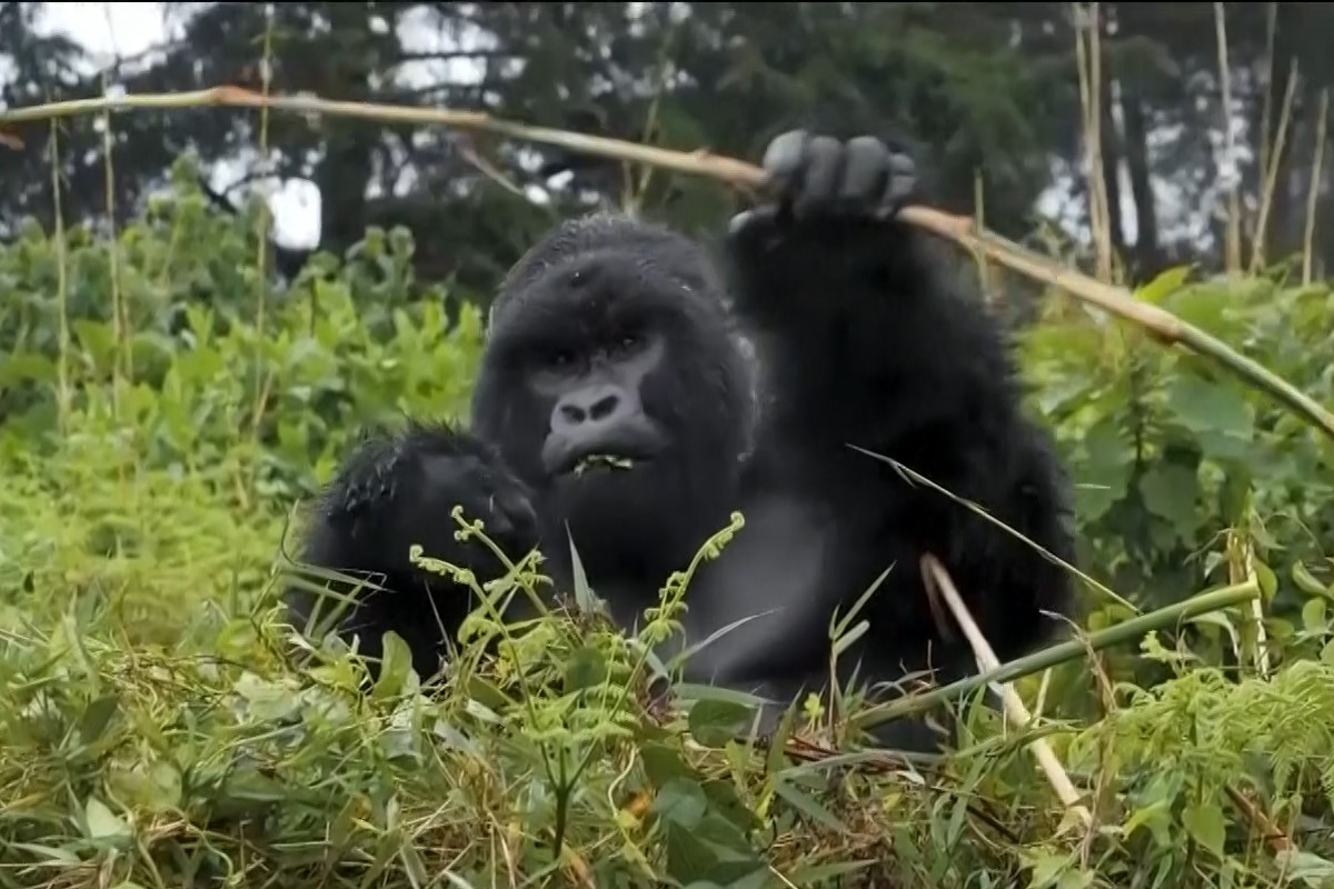 Gorila Ruanda Rwanda AP