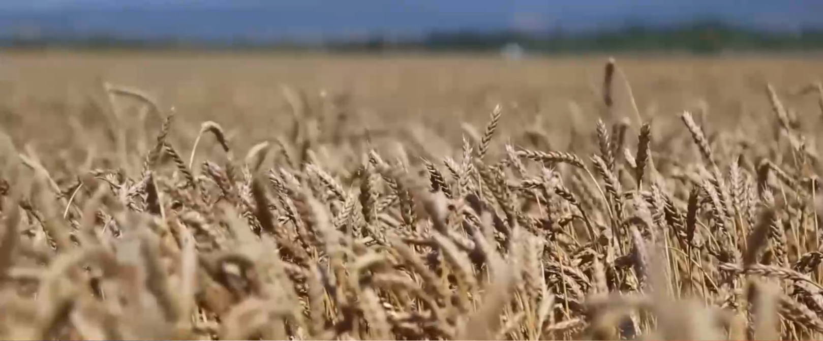И Русия и Украйна алармираха че зърнената сделка за износ
