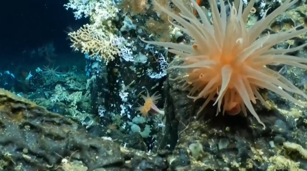 Учени представиха неизследван досега коралов риф край островите Галапагос Рифът се