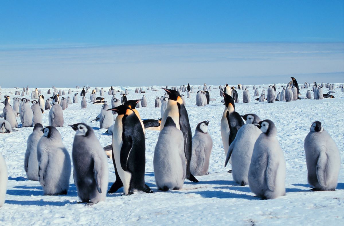 Emperor Penguin Imperatorski Pingvini Wiki