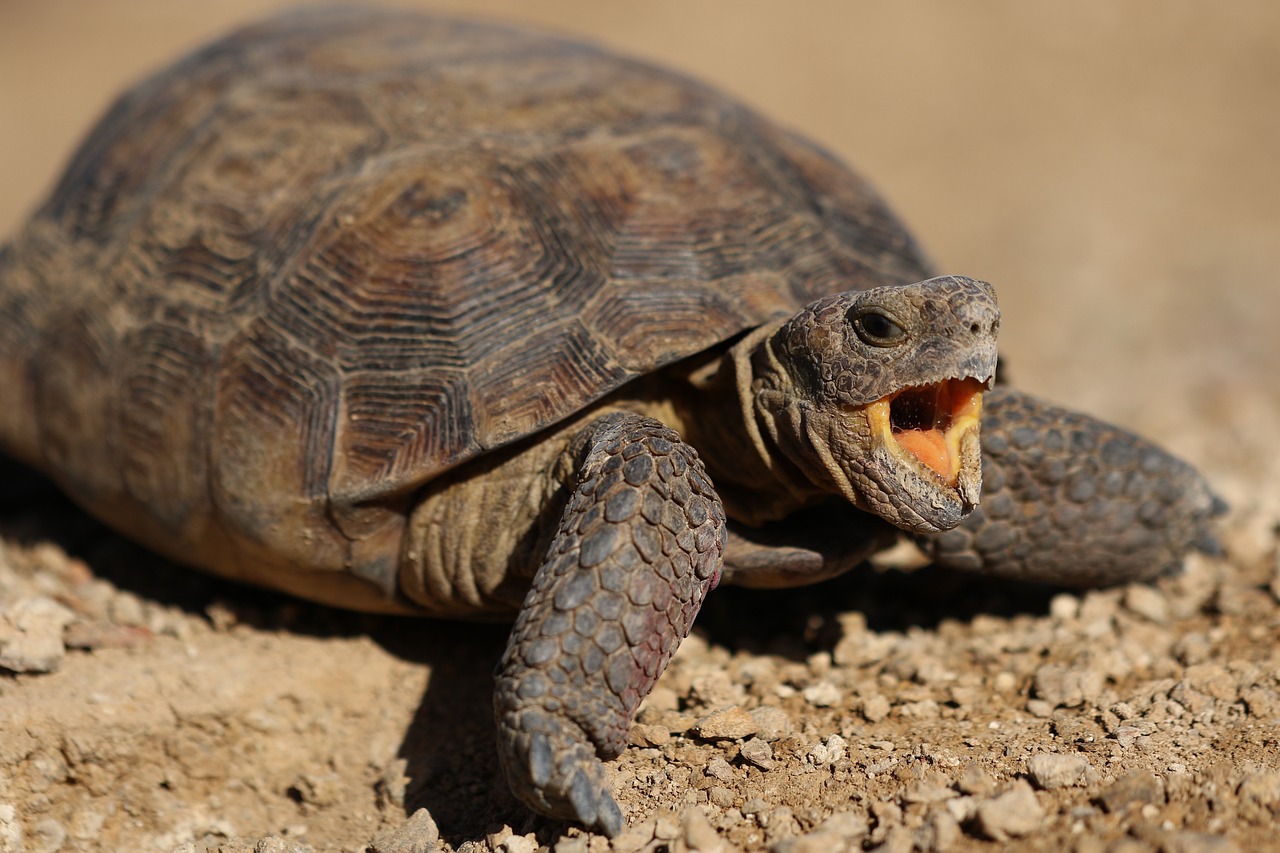 70 критично застрашени пустинни костенурки от пустинята Мохаве бяха върнати в природата