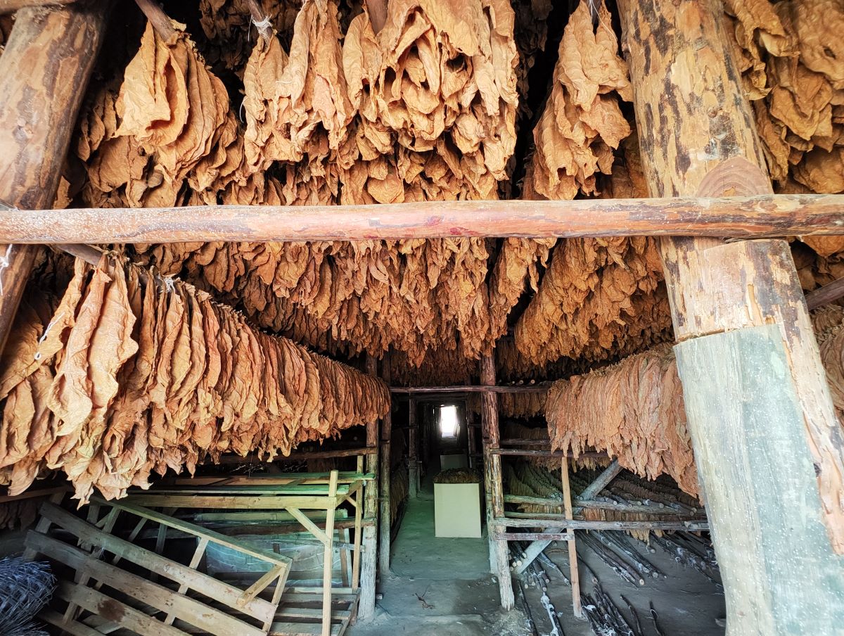 Фермата за тютюн на Хектор Луис в Пинар дел Рио
