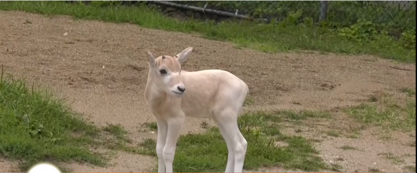 Bebe Antilopa