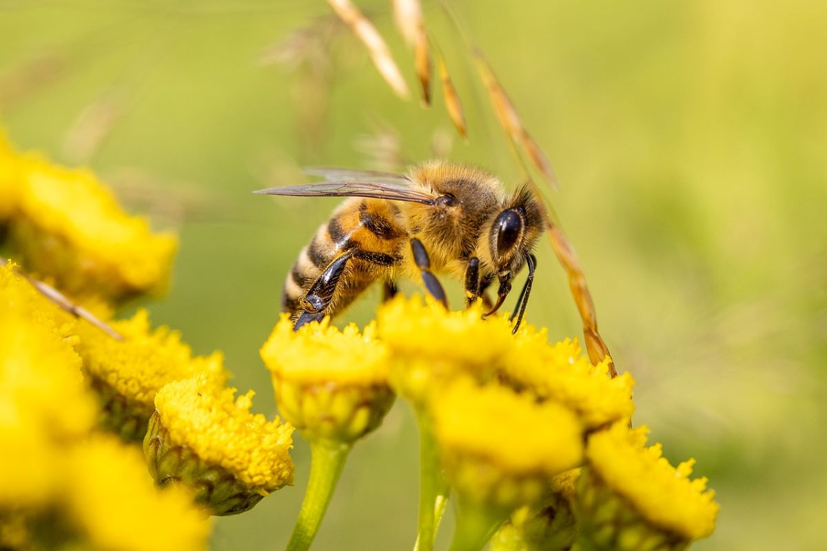 Пчеларство Това е вековна професия която разчита на изпитани техники