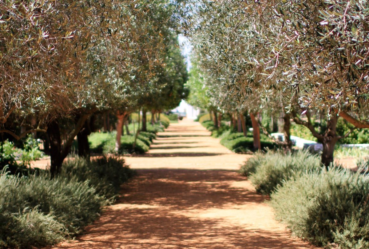Maslini Olives Olive Tree Unsplash