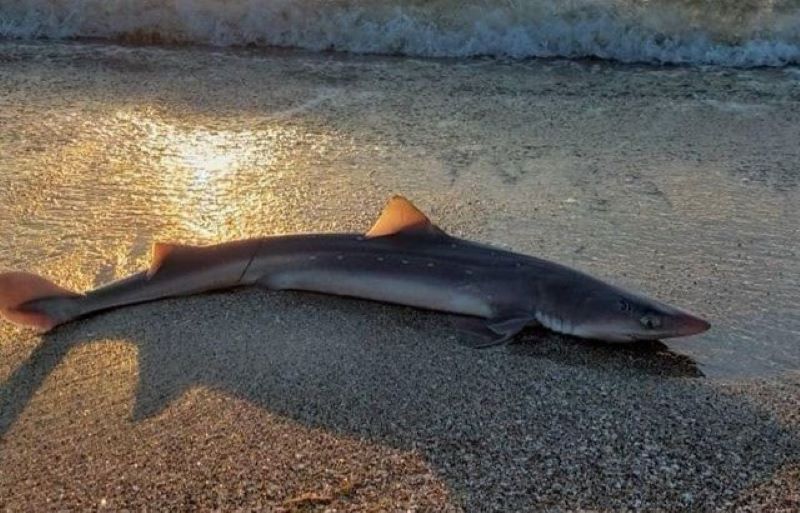Акула се появи на Северния плаж в Бургас пред едно