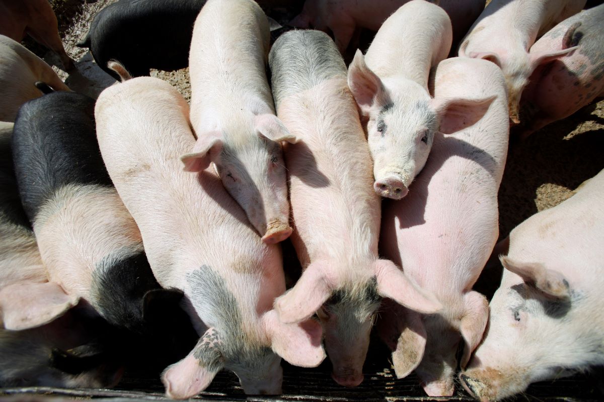 Европейските прасета се оказаха в центъра на търговска война Свинското месо е