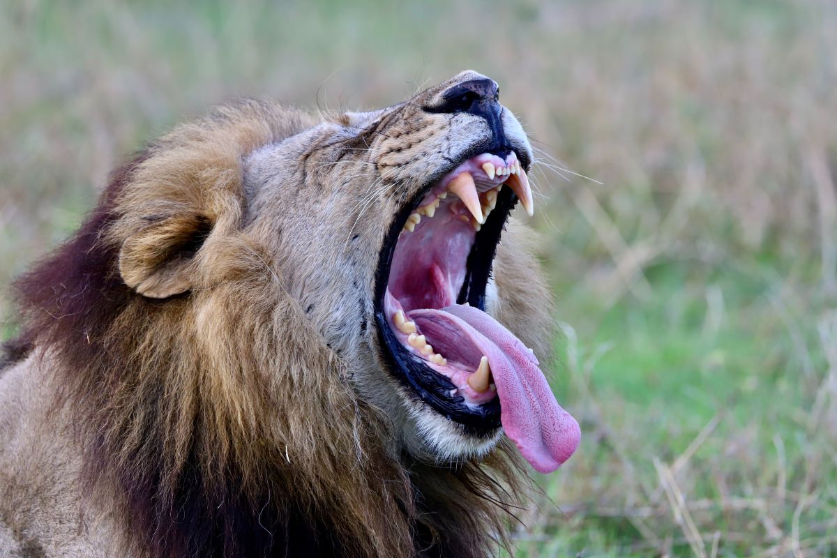 На 10 август отбелязваме световния ден на лъвовете По този