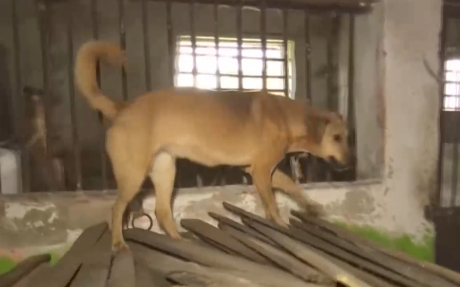 Приют за животни евакуирани от военните зони в Украйна е