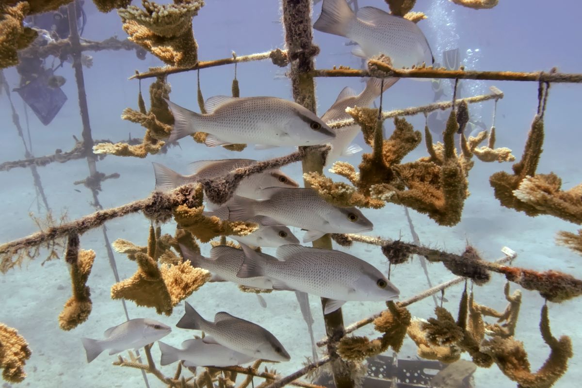 Природозащитници се надпреварват да спасят кораловия риф който се простира