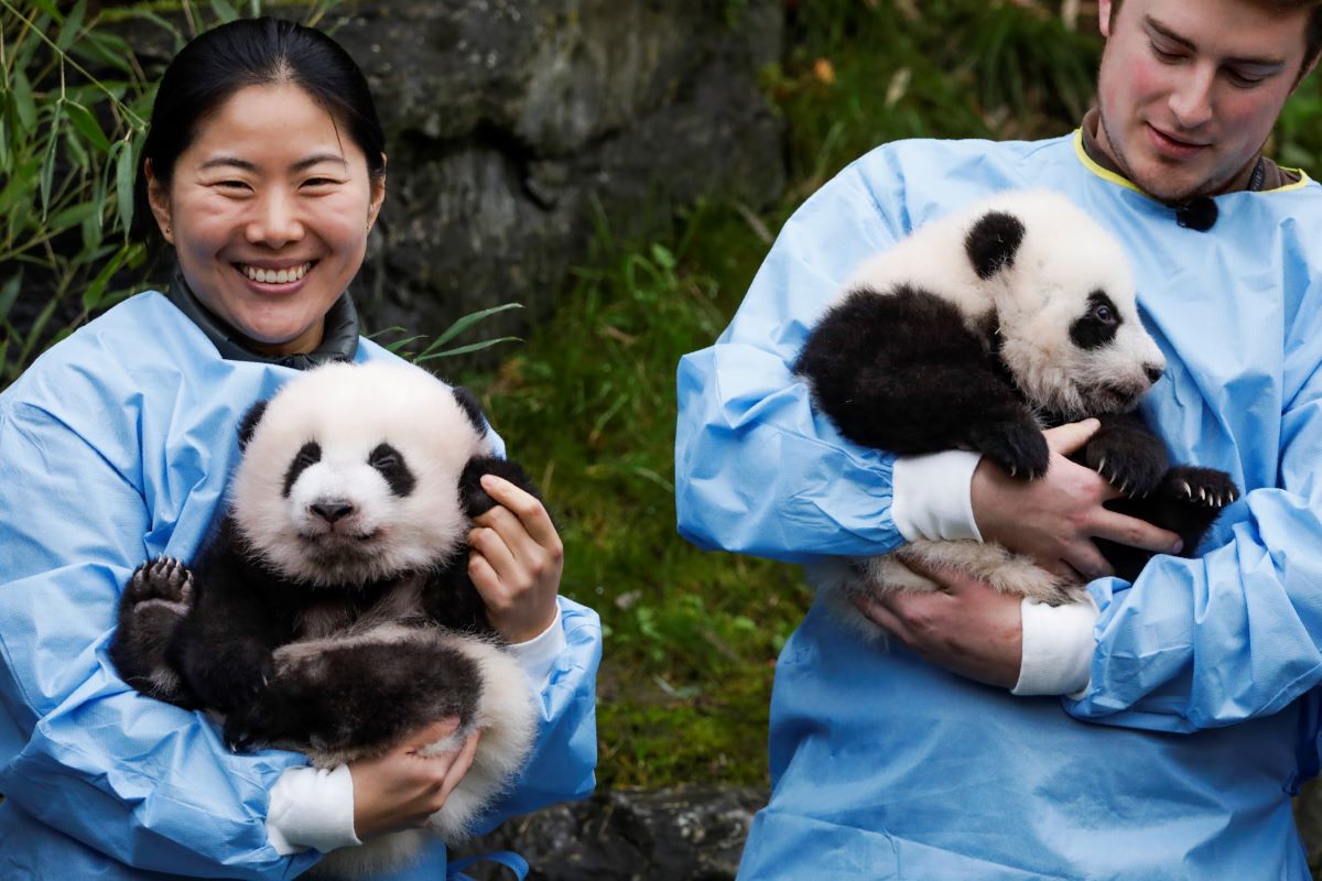 Зоопарк в Южна Корея показа за първи път най-новите си