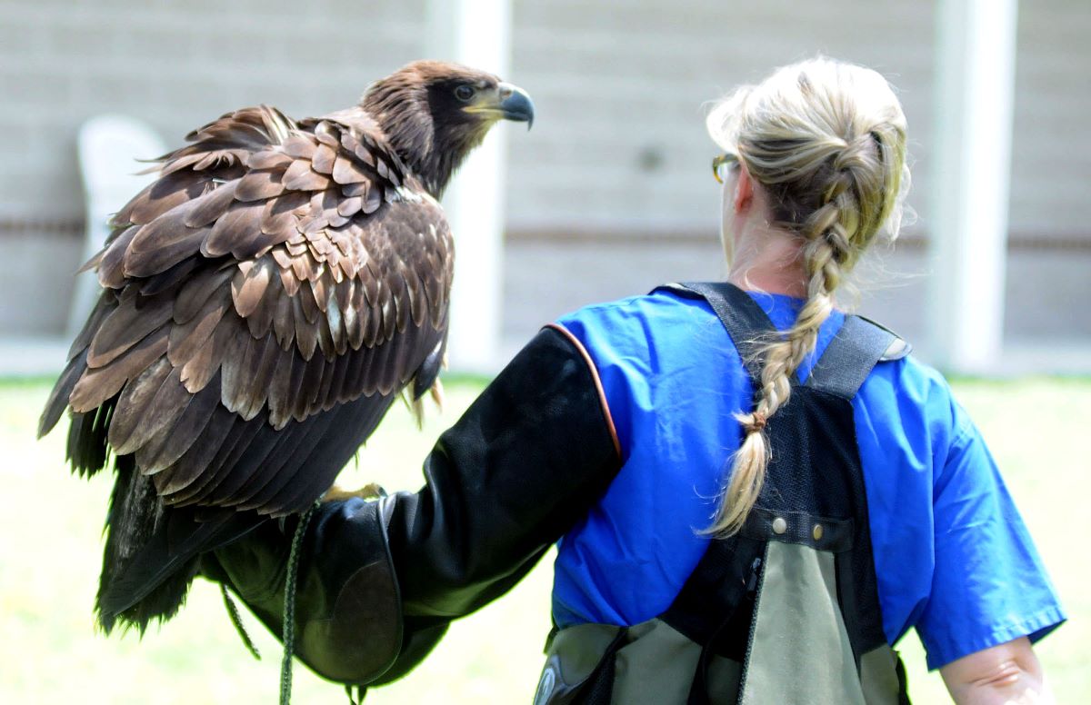 Ptica Orel Eagle Rehab AP