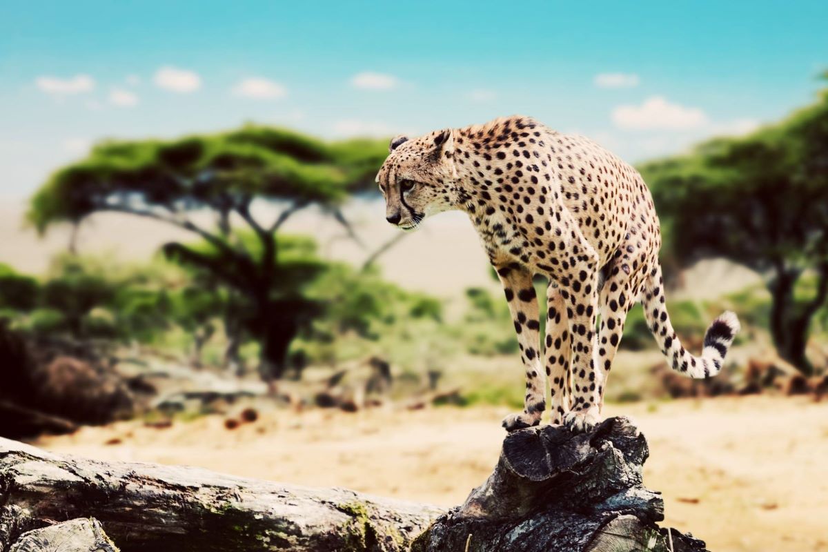 Serengeti National Park Leopard FB