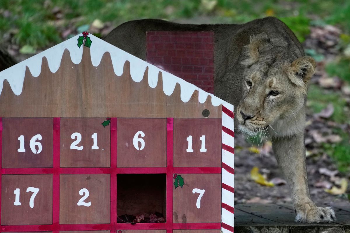 Коледните празници подраниха в зоопарка в Лондон където животните вече