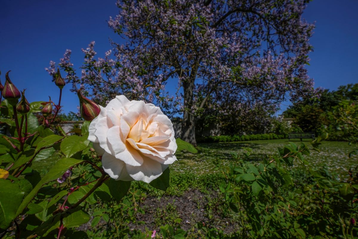 Аромати на българска роза, мента и цитрусови плодове омайват посетителите