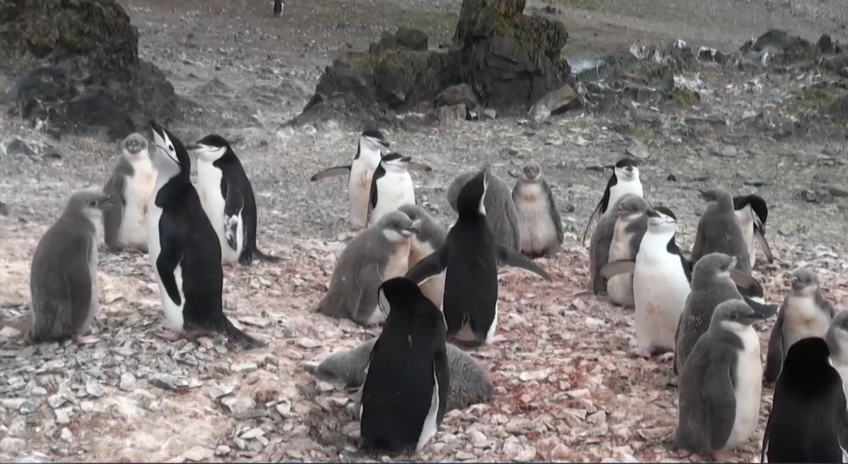 Pingvini Antarktika EB