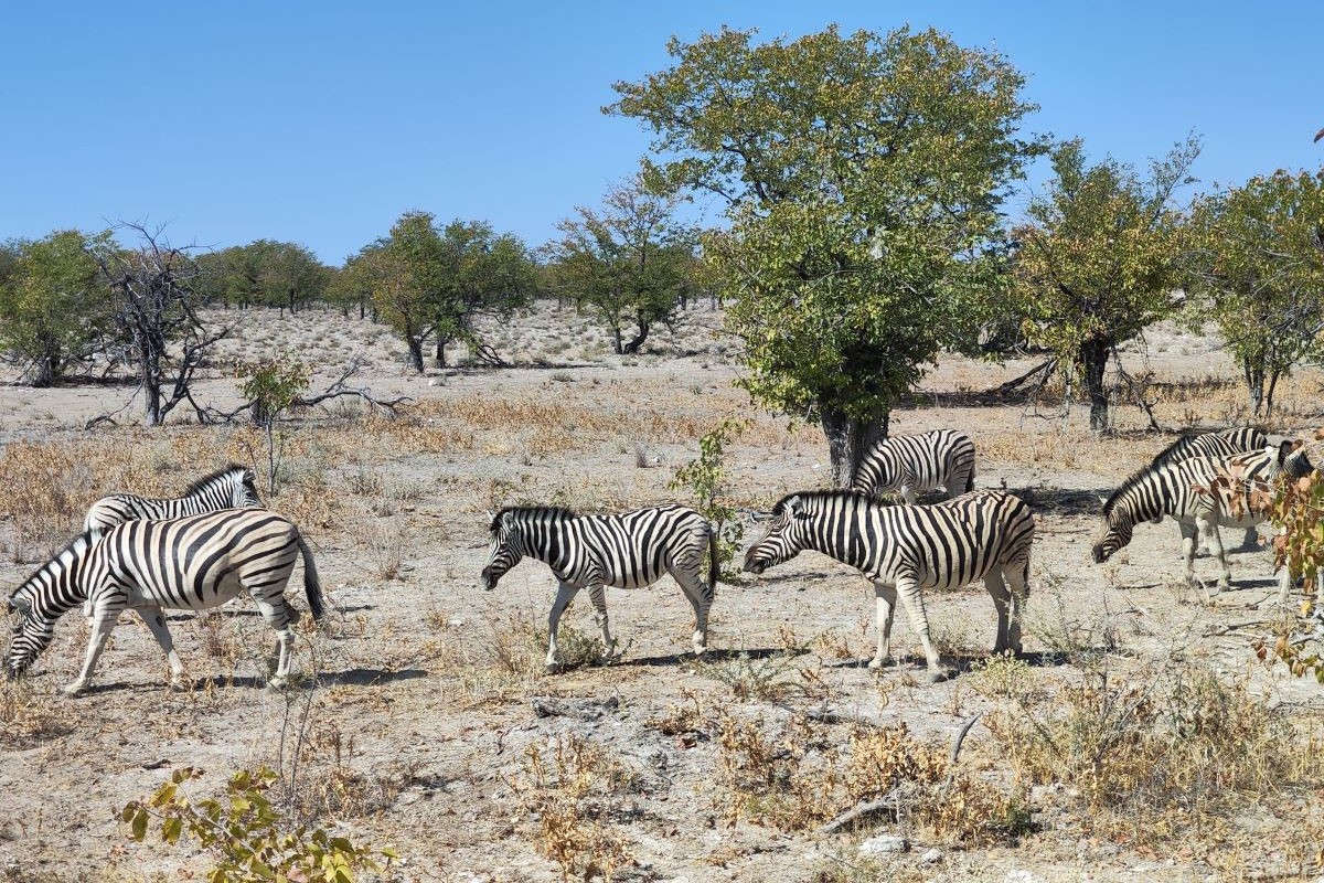 Националният парк Етоша в Намибия е истинска перла сред дивата