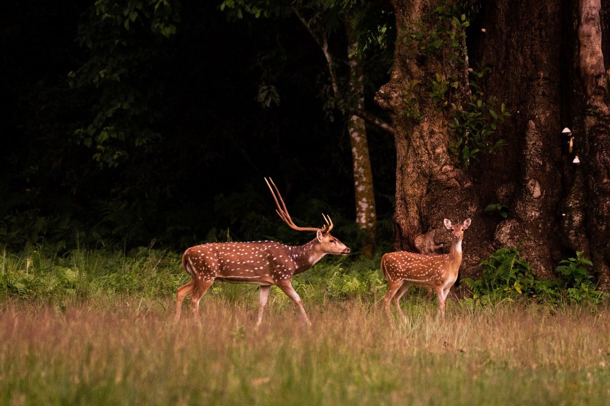 Добре дошли в джунглата Читван перлата на дивата природа в