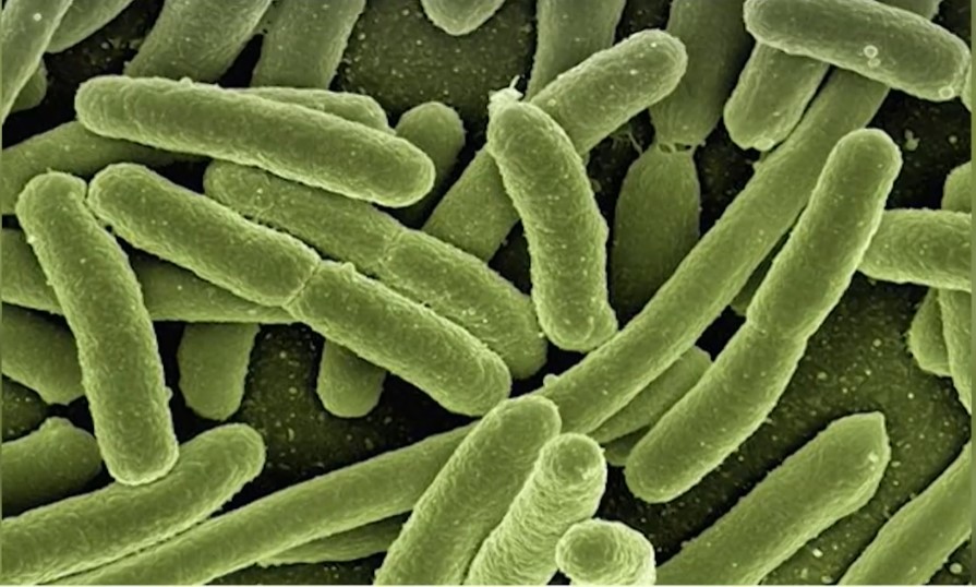 Месоядна бактерия атакува жителите на Япония Тя може да убие