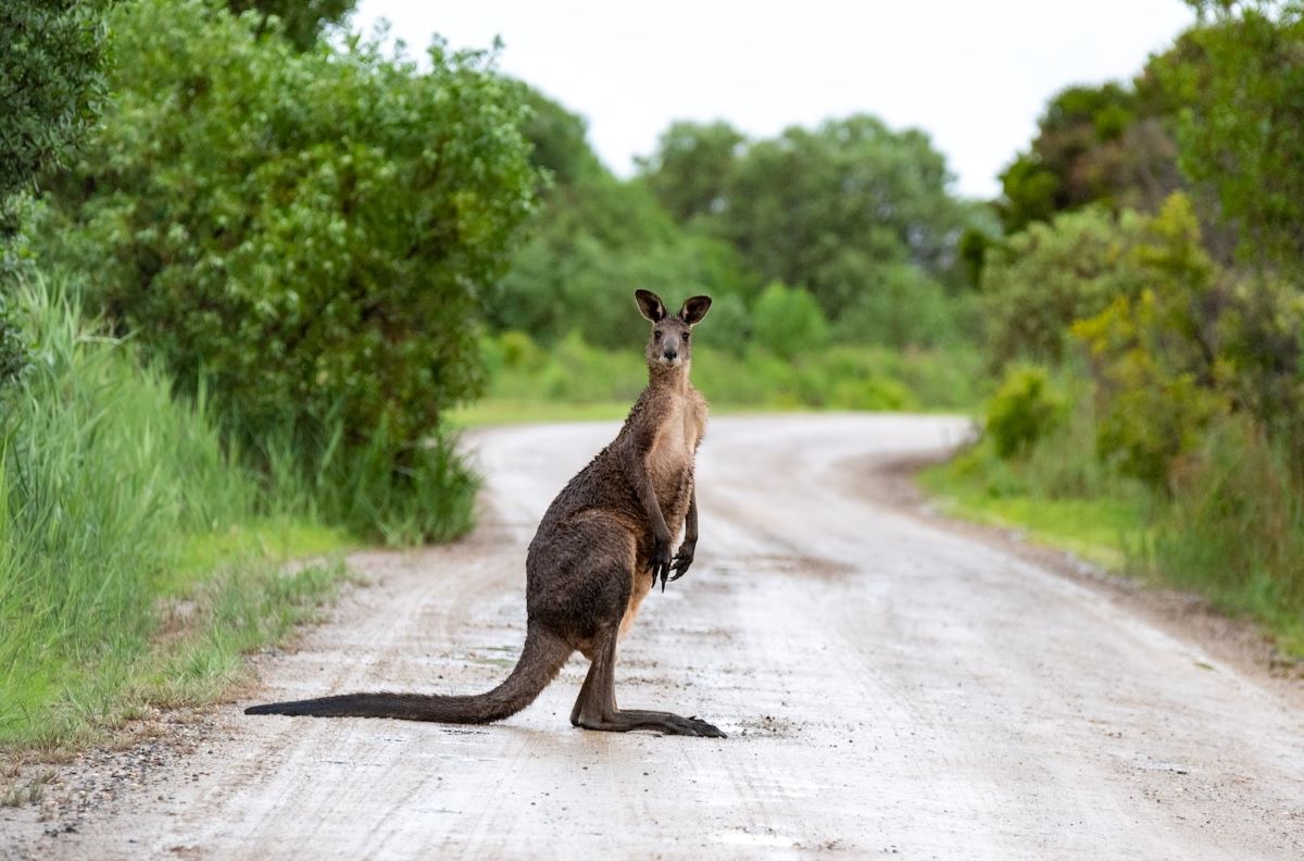 Да удариш кенгуру на пътя в Северната част на Австралия