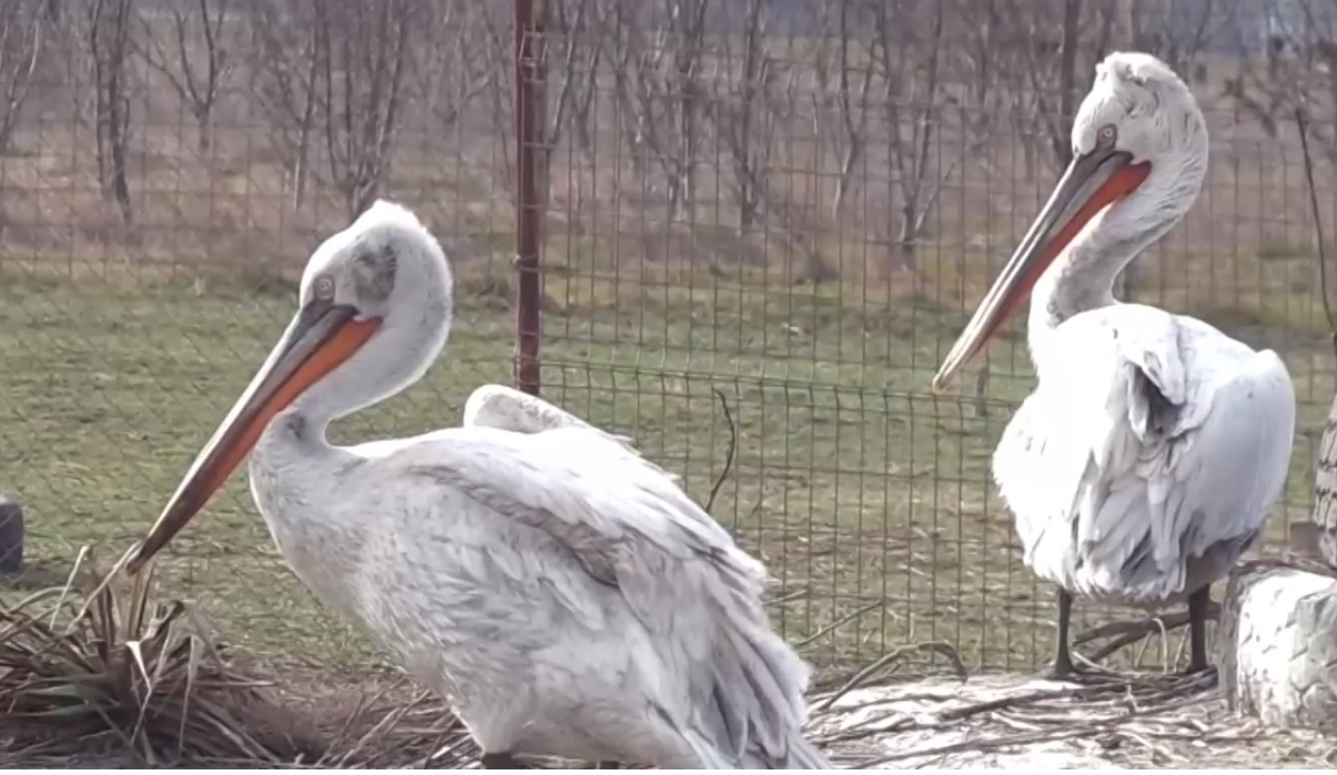 Малко преди празника на влюбените, в Бургаския зоопарк вече кипят