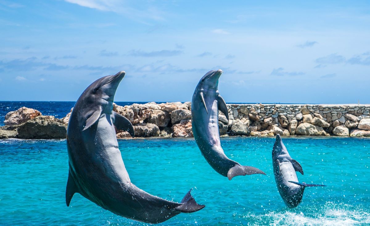3 делфина бяха пуснати на свобода във водите край остров Бали след 10 години в