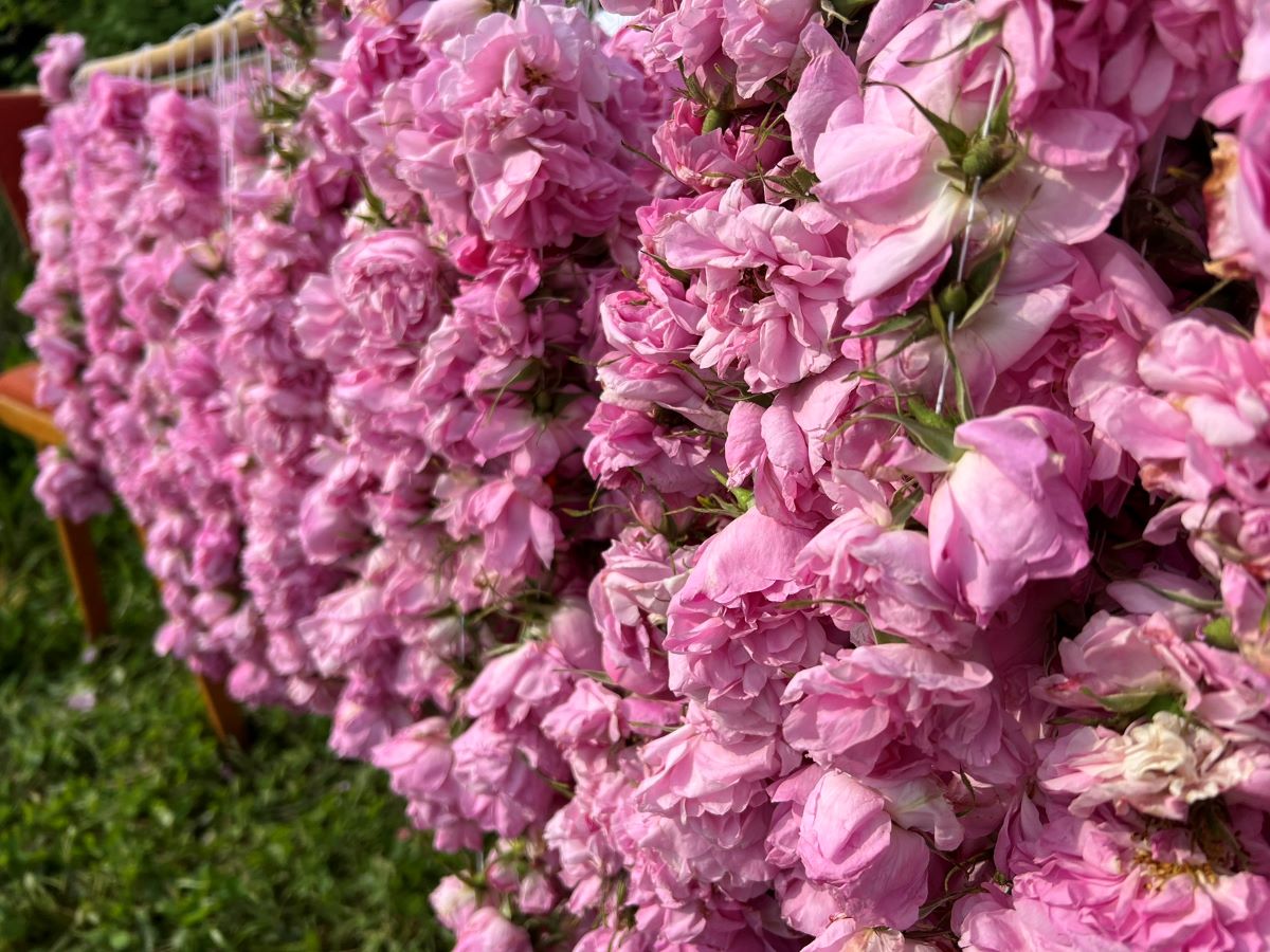 Започна розоберът в Казанлъшко 120 години празник на розата честват