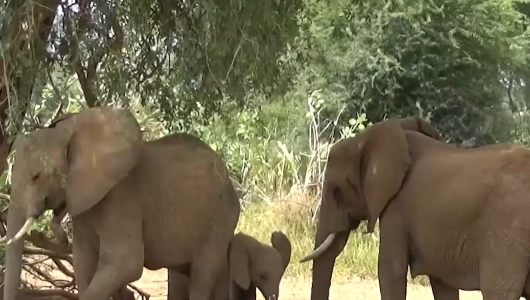 Според ново изследване, африканските саванни слонове реагират на индивидуални имена.
