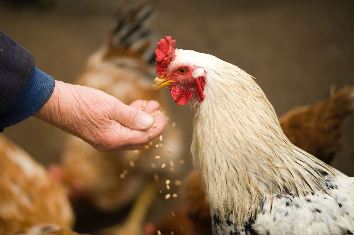Франция ще започне през есента ваксинация срещу птичи грип сред
