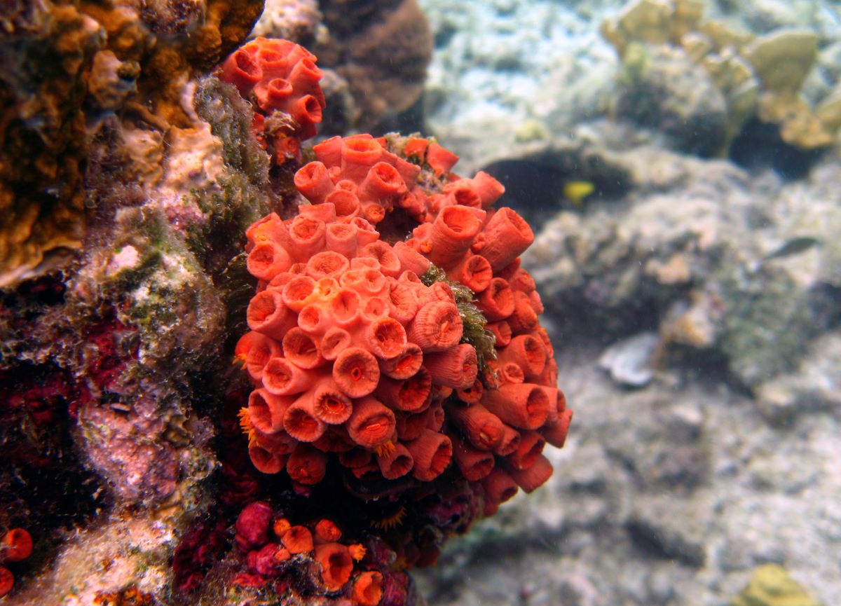 Тези червени хидрокорали сa разположени на океанското дъно на Магелановия проток в