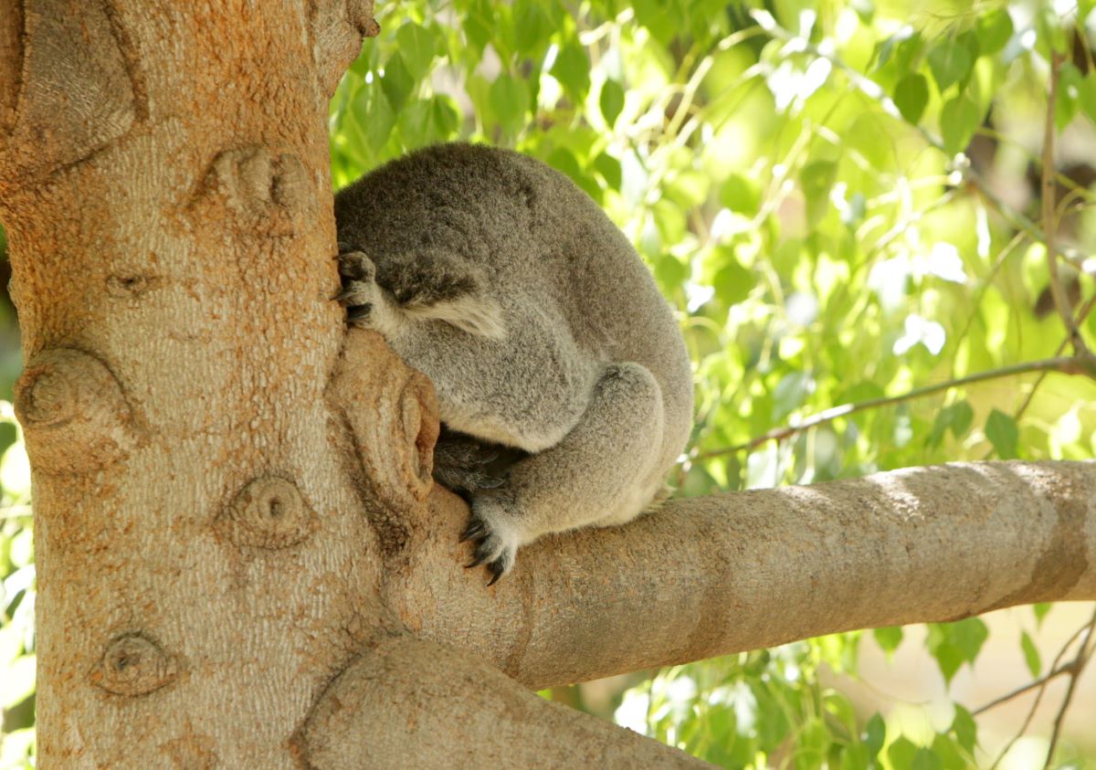 Болест по дърветата в Австралия предизвиква падане на листата им