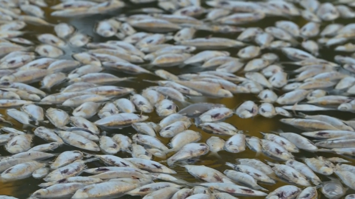Милиони мъртви риби бяха открити изхвърлени в река в отдалечен