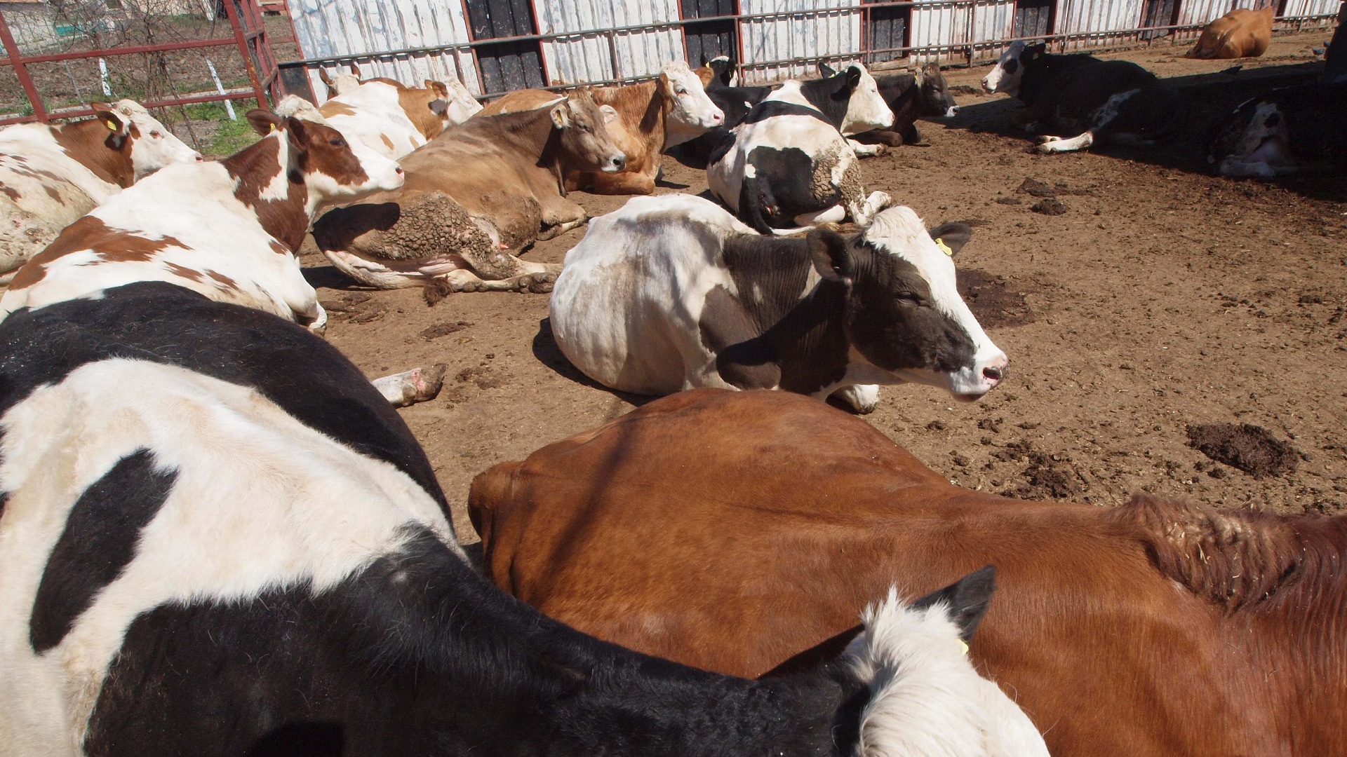 Браншовите организации на животновъдите ще представят своите искания за конкретни мерки за преодоляване на