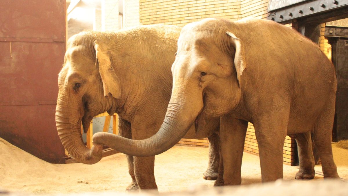 Две индийски слоници са най-новите попълнения в софийската зоологическа градина.
Двете