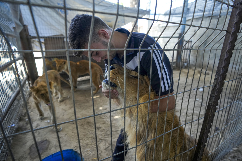 Работниците в зоологическата градина в Рафа са имали само няколко