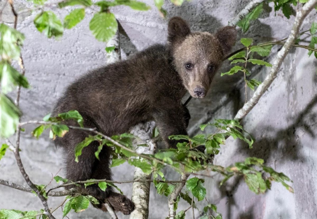 Паркът за кафяви мечки в Белица поема временно грижата за
