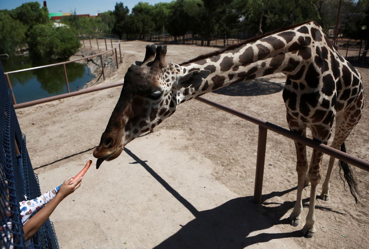 След усилена кампания в Мексико за спасяването на жирафа Бенито