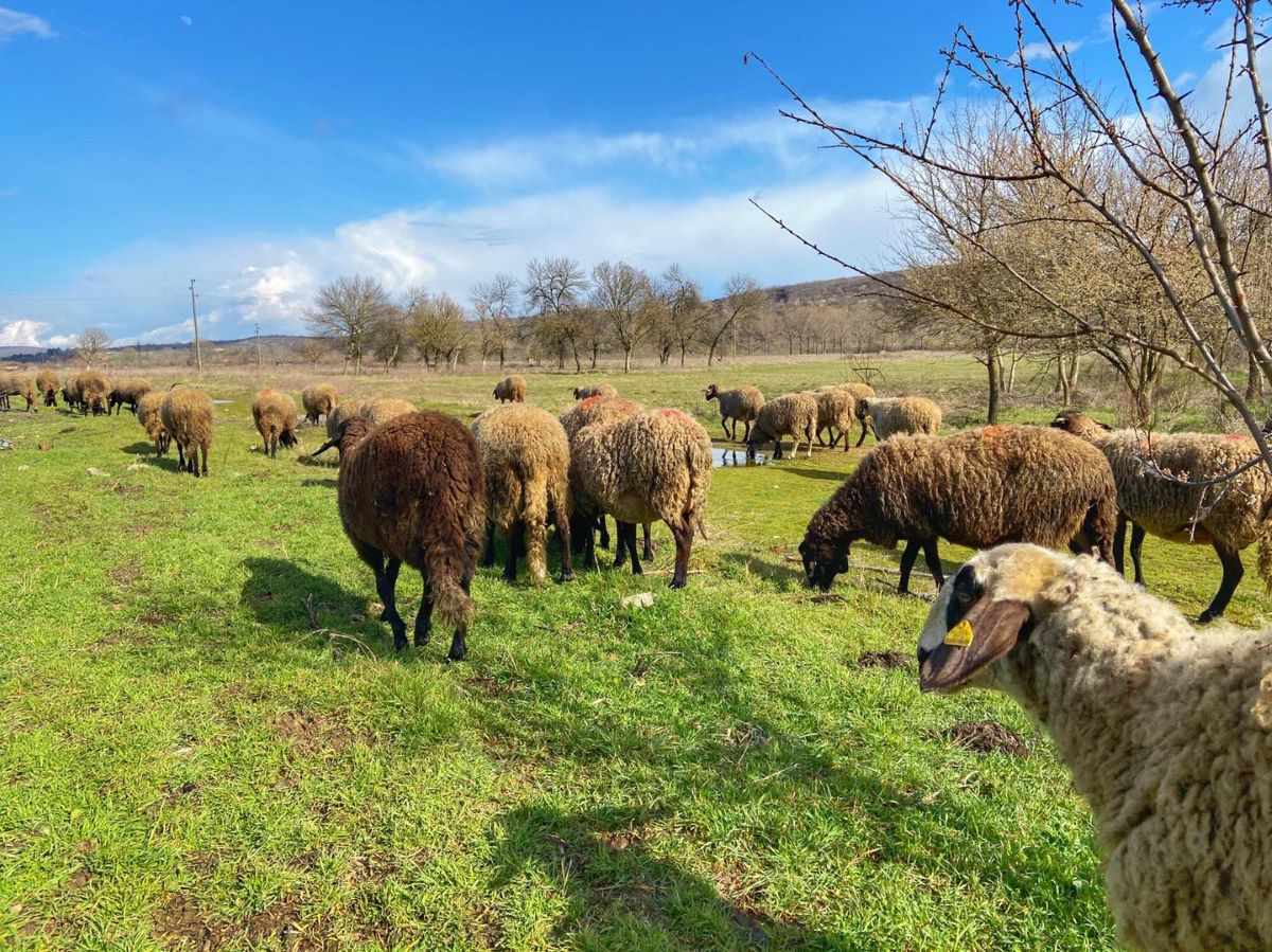 В Сливен  започва 17 ото Национално животновъдно изложение То ще бъде открито