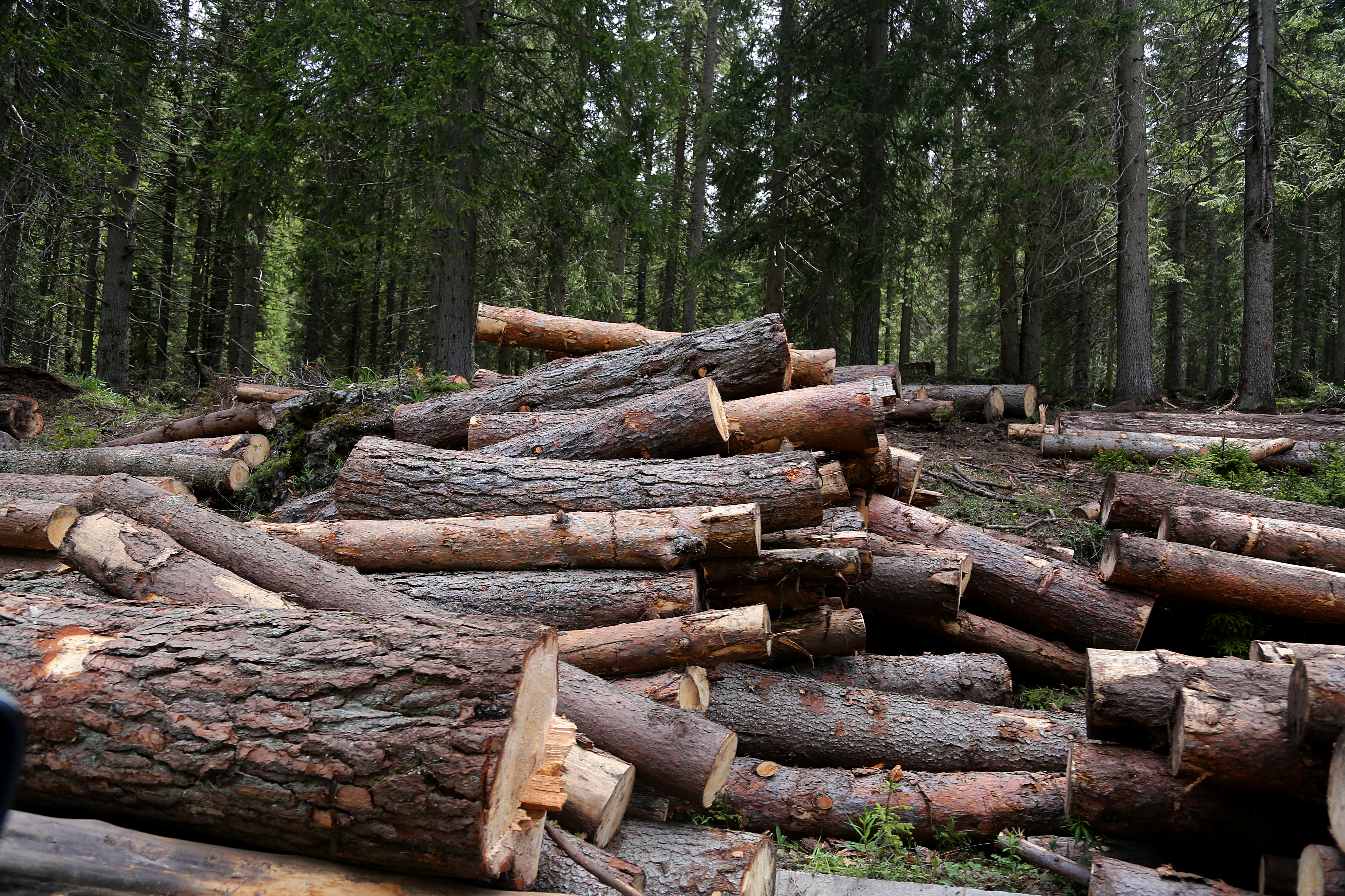Няма проблем с доставките на дърва за огрев изпълнени са