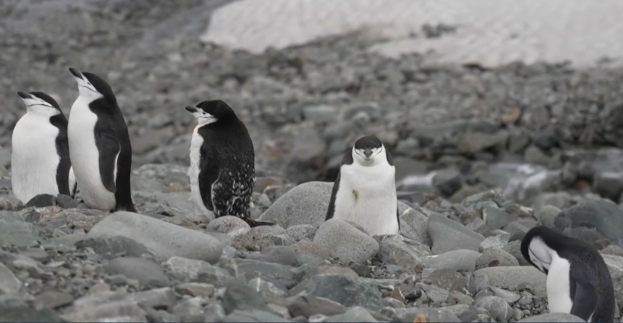 Пингвините са едни от най емблематичните създания в Антарктика Те имат