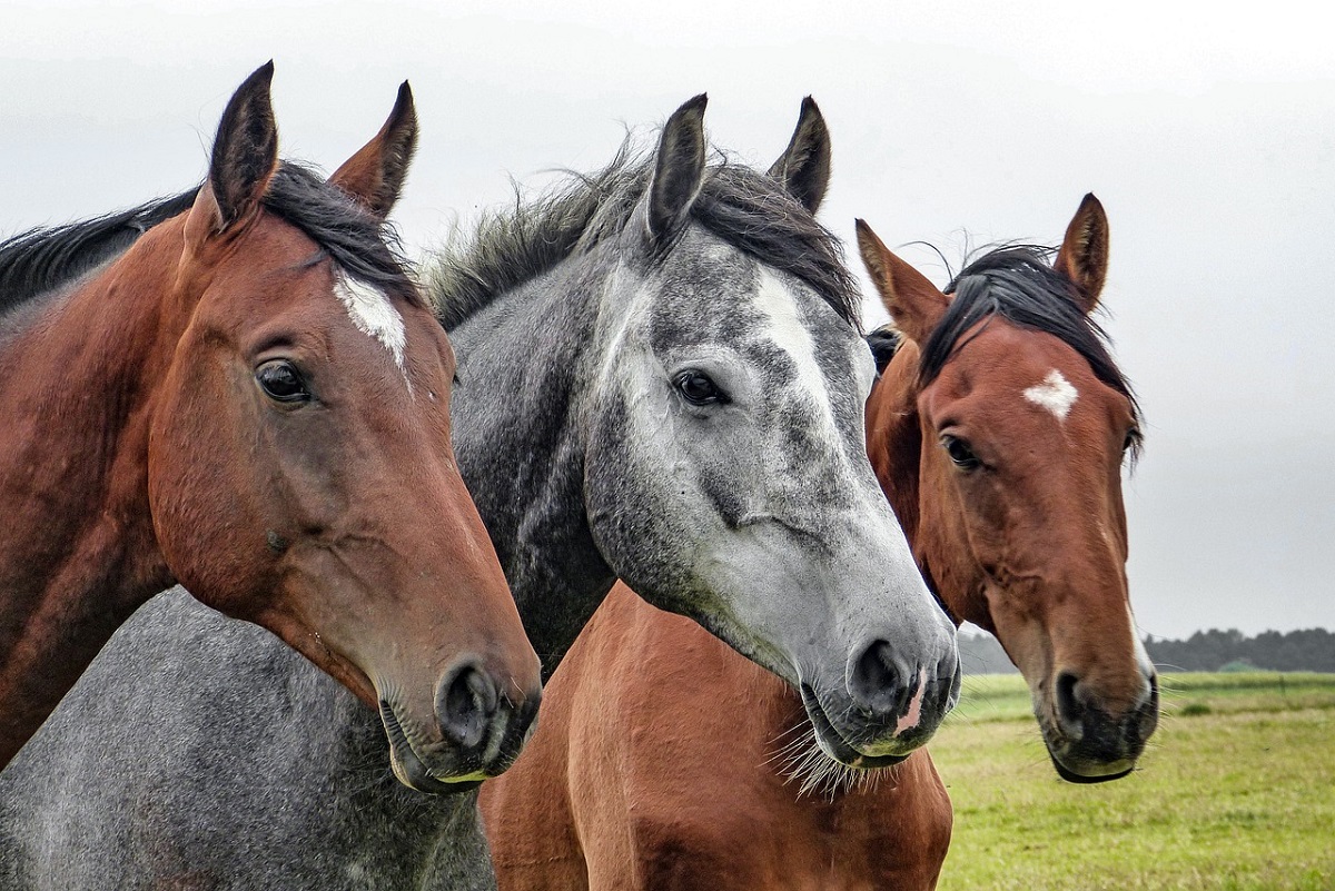 Horses Pixabay