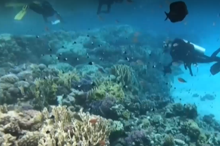 Коралите в Червено море са изключително добре развиваща се екосистема