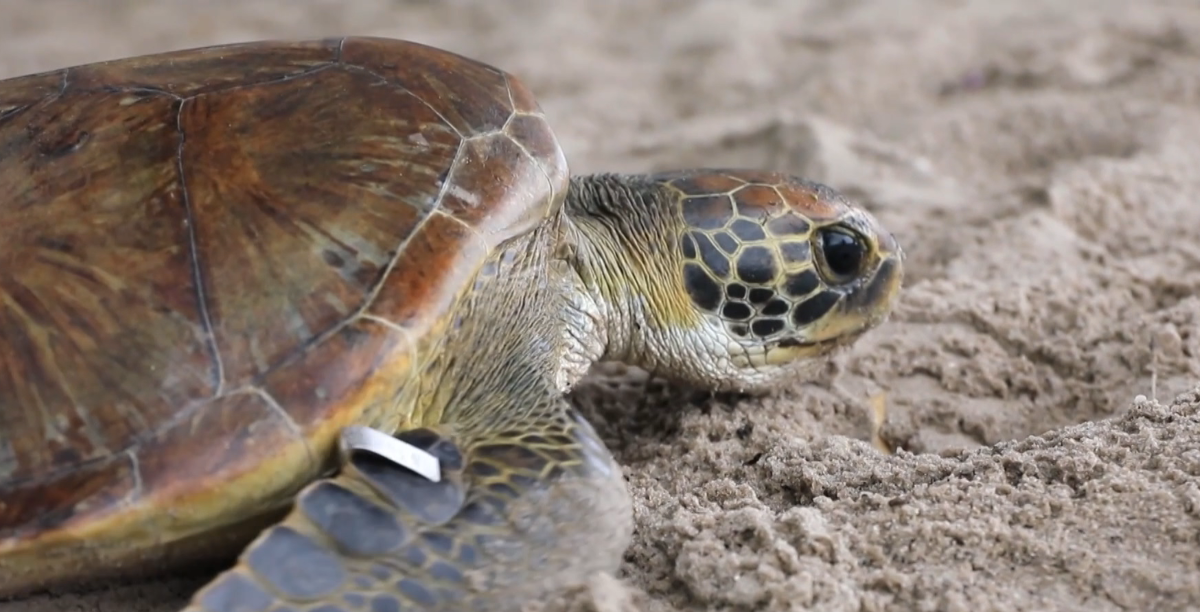 Плажовете във Флорида са един от най важните инкубатори за морски костенурки в