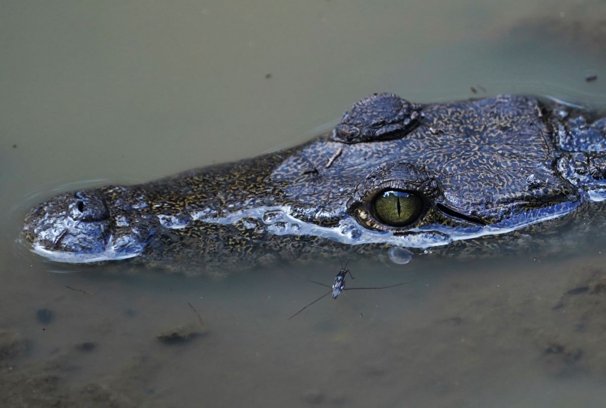 Смятани за изчезнали, сиамските крокодили са открити отново в Камбоджа