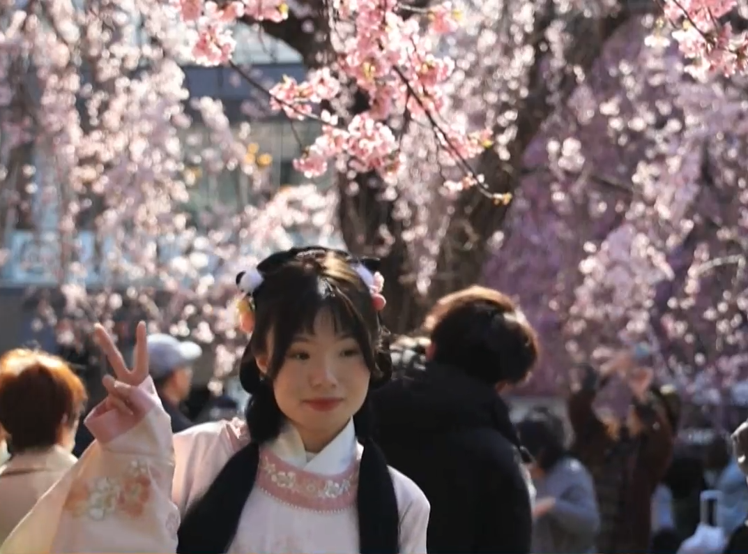 По рано от обичайното цъфнаха японските вишни Сезонът на цъфтежа на