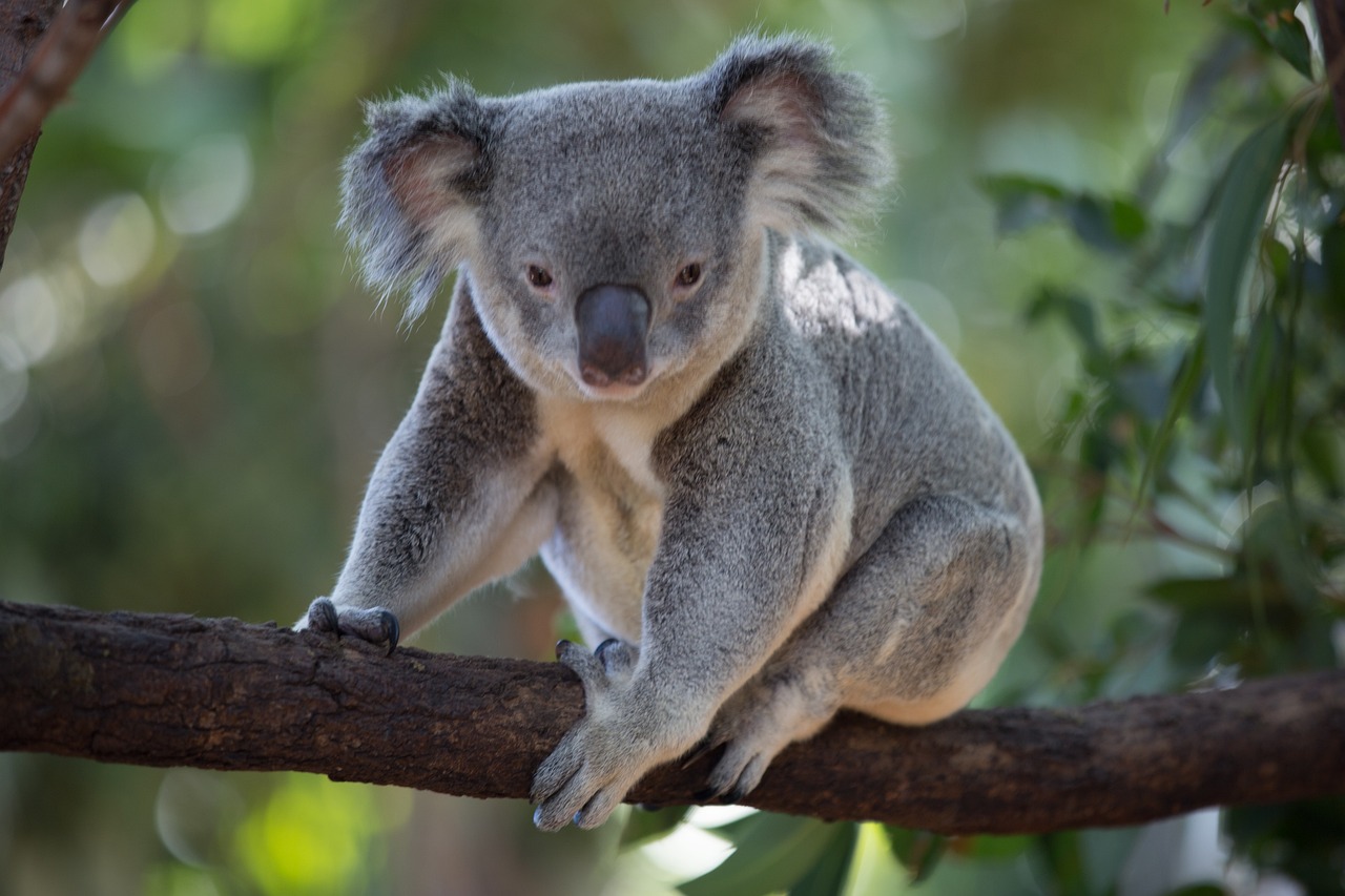 Мак е осиротяла коала и днес тя напуска човешките си